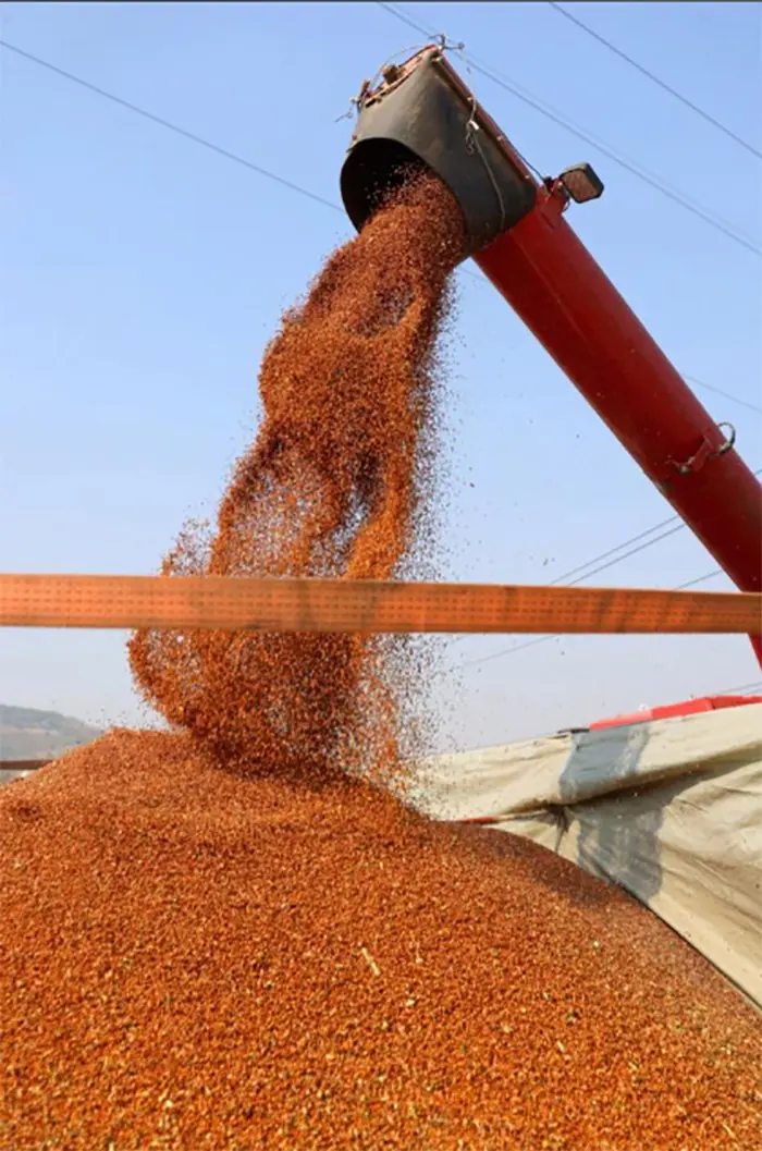 粮食卸船气力输送